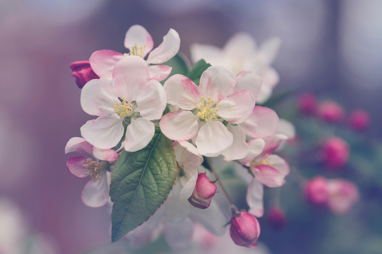 floral, flower wallpaper, botanical, nature, romantic, beautiful flowers, romance, chic, boho, berries, flower backgroun
